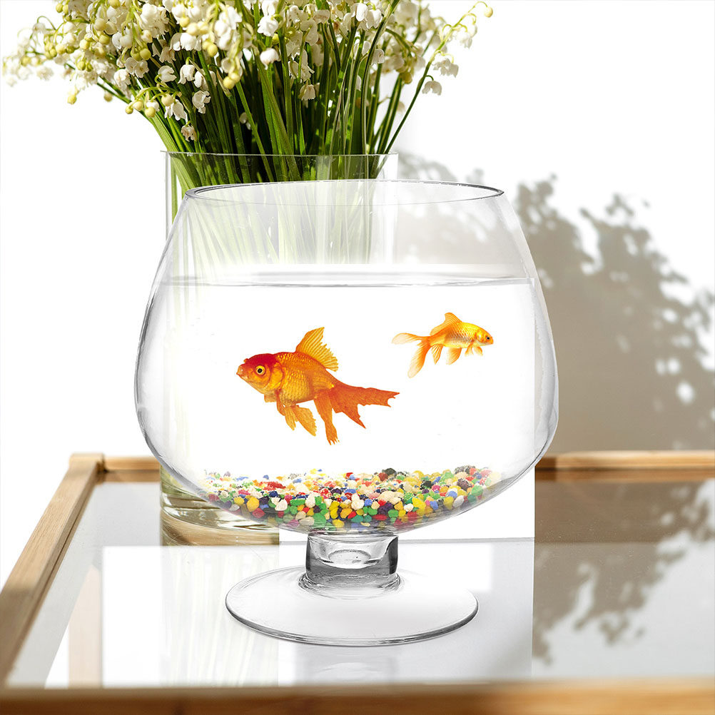 Vaso de Vidro para Peixes Pequ - Planted Aquarium Angelfish avaliação e preço