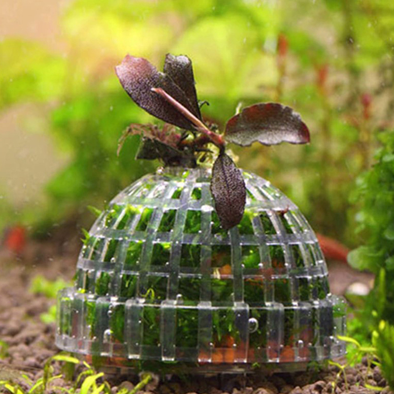 Promoção: Decorações e Suprime - Planted Aquarium For Sale avaliação e preço