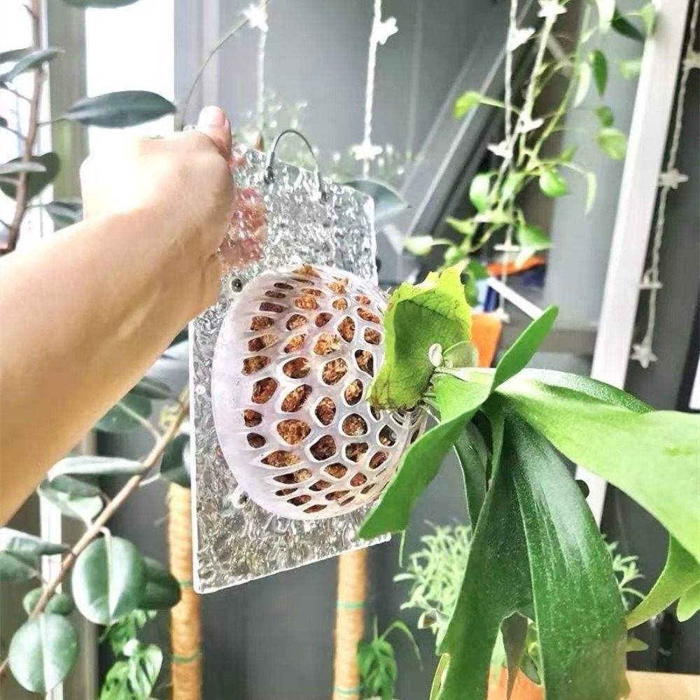 Capa Protetora de Solo para Pl - Tissue Culture Plant avaliação e preço