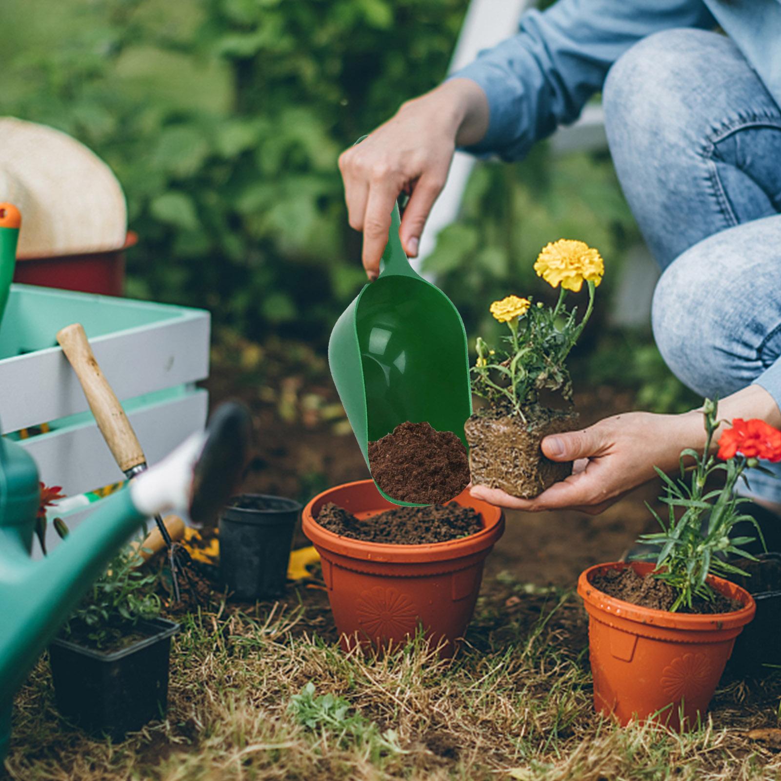 Pá de Jardinagem de Grande Cap - Tissue Culture Plant avaliação e preço