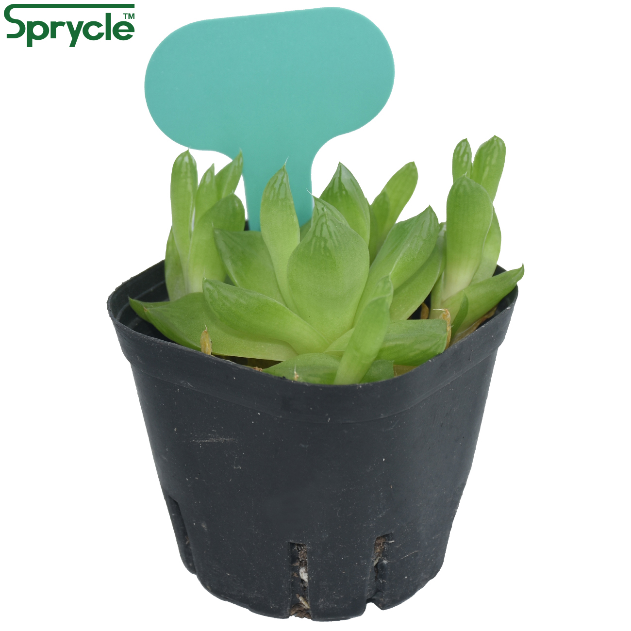 Sprycle-marcadores de plantas  - Tissue Culture Plant avaliação e preço