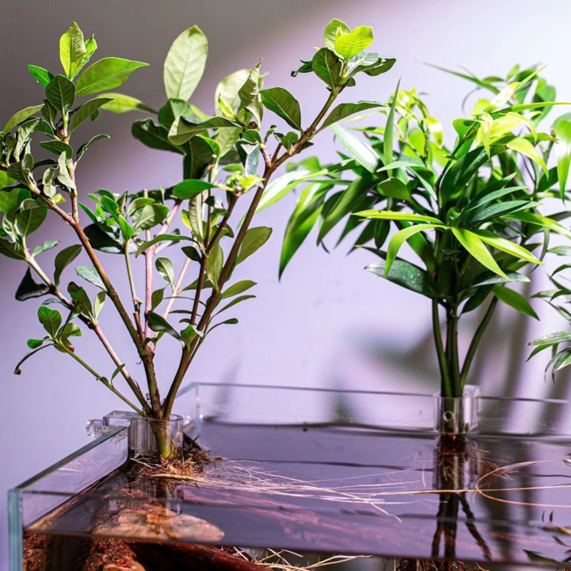 Promoção: 6 Peças de Suporte T - Planted Aquarium For Sale avaliação e preço